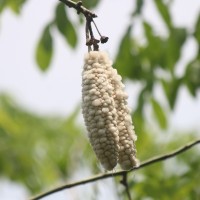 Ceiba pentandra (L.) Gaertn.